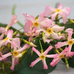 Jasmine, star pink